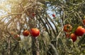 Tomato plants with ripe red fruits. Organic farm with vegetables growing on branches Royalty Free Stock Photo