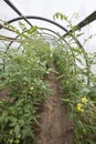 Tomato plants in a small greenhouse