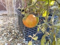 Tomatoes ripening 0391