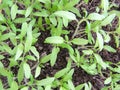 Tomato plants - small seedlings