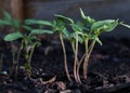 Tomato plants sprouting from the soil close up.