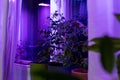 Tomato plants on windowsill near window under artificial lighting LED lamp solar spectrum Royalty Free Stock Photo