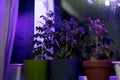 Tomato plants on windowsill near window under artificial lighting LED lamp solar spectrum Royalty Free Stock Photo