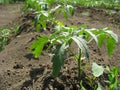 Tomato Plants