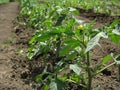 Tomato Plants