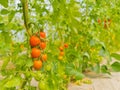 Tomato platation farm in Niseko Hokkaido Japan summer