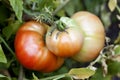 Tomato platense Lycopersicum esculentum mill