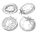 Tomato plum and circle half and whole. Vintage hatching monochrome black illustration