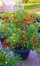 Tomato in a pot. Lots of tomatoes. Royalty Free Stock Photo