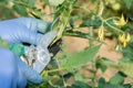 Tomato pruning is an essential practice to ensure healthy growth. Royalty Free Stock Photo