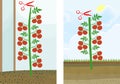 Tomato pruning scheme