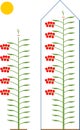 Tomato pruning scheme