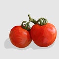 tomato realistic hand drawn vector