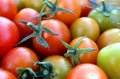 Small cherry tomatoes lie and ripen in the heat Royalty Free Stock Photo