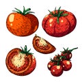 tomato red set sketch hand drawn vector Royalty Free Stock Photo