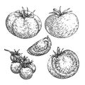 tomato red set sketch hand drawn vector