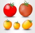Tomato , red and yellow, photorealistic vector illustration on white background Royalty Free Stock Photo