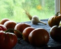 Lone Garlic Bulb Among Heirloom Tomatoes Royalty Free Stock Photo