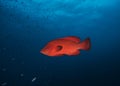 A Tomato rockcod with small fish Royalty Free Stock Photo