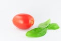 Tomato (roma - solanum lycopersicum) with green leaves