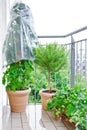 Tomato rosemary strawberry plants pots balcony
