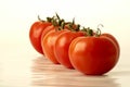 Tomato row Royalty Free Stock Photo