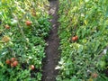 Tomato row Royalty Free Stock Photo