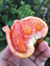 Tomato`s flesh