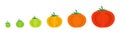 Tomato sectional ripeness stages. Seed ripening. Harvesting tomatoes vegetable plant. Ripening period colour gradation. Animation