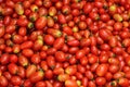 Tomato seda red on background Royalty Free Stock Photo