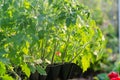 Tomato seedings in the spesial cells