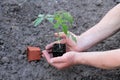 Tomato seedling with clod of earth in palms of hands. Close up. Royalty Free Stock Photo