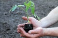 Tomato seedling with clod of earth in palms of hands. Close up. Royalty Free Stock Photo