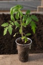 Tomato seedling close-up in a pot. Blurred background