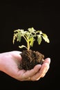 Tomato seedling in cupped hand before being planted