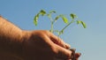 Tomato seedling in hands closeup. environmentally friendly planet. young sprout in hands of farmer. gardener`s hands Royalty Free Stock Photo