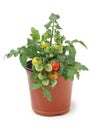 Tomato seedling in a jar Royalty Free Stock Photo