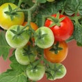 Tomato seedling in a jar Royalty Free Stock Photo