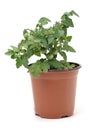 Tomato seedling in a jar Royalty Free Stock Photo