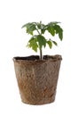 Tomato seedling in peat pot isolated on white