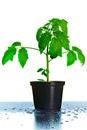 Tomato Seedling Plant