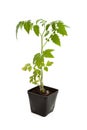 Tomato Seedling Plant Royalty Free Stock Photo