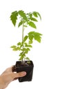 Tomato Seedling Plant Royalty Free Stock Photo