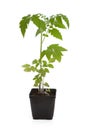 Tomato Seedling Plant Royalty Free Stock Photo