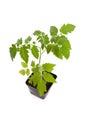 Tomato Seedling Plant Royalty Free Stock Photo