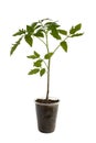 Tomato seedling plant Royalty Free Stock Photo