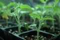 Tomato seedling for planting in soil. Generated by AI Royalty Free Stock Photo