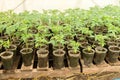 Tomato seedling before planting into the soil, greenhouse plants, drip irrigation, greenhouse cultivation of tomatoes in