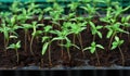 Tomato seedling in plastic tray Royalty Free Stock Photo
