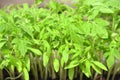 Tomato seedling in plastic tray. Young and juicy green tomato plants ready to be planted in garden Royalty Free Stock Photo